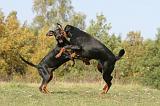 DOBERMANN 407